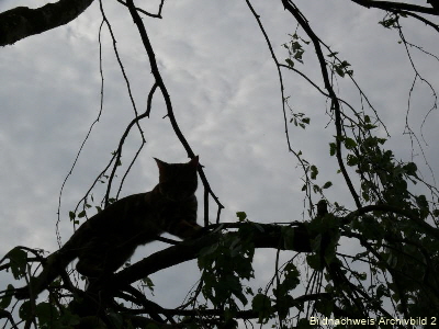 Katze auf Baum